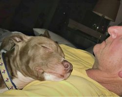 Man Scooped Up Dying Puppy, Laid Him On His Chest & They Rescued Each Other