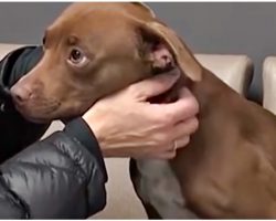 Rescued Pit Bull Looked To Rescuer As Her Hero, As Her Tragic Past Melted Away