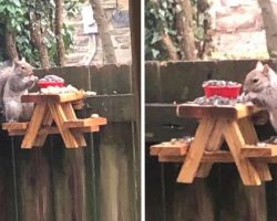 Man Builds A Mini Picnic Table For The Squirrel Visitors In His Yard
