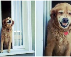 Friendly Senior Golden Greets His Neighbors Every Day With A Huge Grin