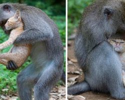 Monkey Takes In And Cares For Kitten As If It’s Her Very Own