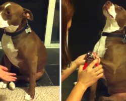 Pit Bull ‘Faints’ To Try To Avoid Getting His Nails Trimmed