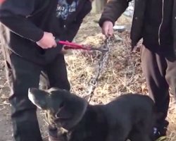 After 15 Years On A Chain, Neglected Dog Is Finally Being Cut Free