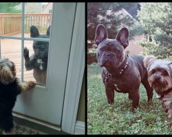 Neighbor’s Dog Comes To Front Door When He Wants Our Pup To Come Out And Play