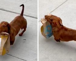 Man Sees Neighbor’s Tiny Dog Running Errands & Delivering Food For His Family