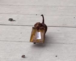Tiny Dog Seen Delivering Takeout Food To His Family