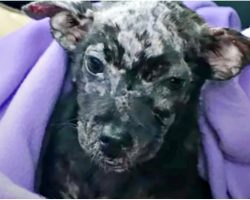 Unwanted & Blistered Puppy Turns Into “Adorable Gremlin” With Permanent Smile