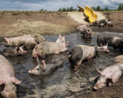 Dutch Farmer Gives His Pigs A Water Slide So They Can Hit The Mud In Style