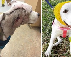 Pit Bull Used As Bait Dog Was Found Disfigured, Rescuers Patched Her Up In Adorable “Bonnets”