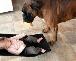 Dog Is On A Mission To Make Baby Laugh, So He Grabs A Toy & Aims At Her Feet