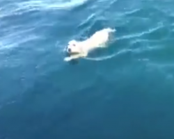 Puppy Found Swimming All Alone In The Middle Of The Ocean