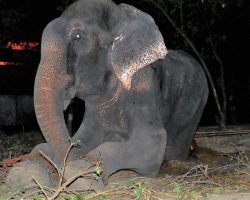 During a Midnight Rescue, an Elephant Who Has Been Chained for 50 Years Sheds Tears