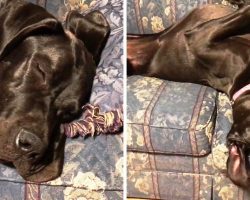 Hiccups Annoy Giant Napping “Puppy”, So She Comes Up With A Comical “Solution”