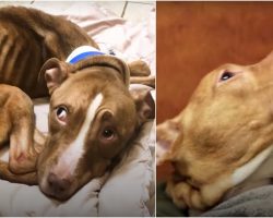 17-lb Bony Pit Bull Experiences Snuggling and the Feeling of a Full Belly