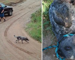 Dog Sits And Waits For Owner To Return For 9 Hours After Being Abandoned