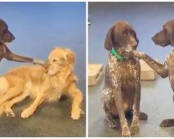 German Shorthaired Pointer Flaunts Calming Skills To Frightened Dogs At Daycare