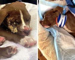 Owner Assaults Him & Dumps Him In Bushes, Maggots Smell Death & Feed On Him