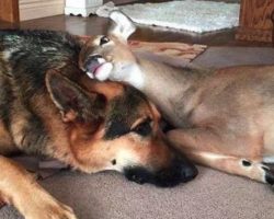 Dog Takes To An Orphaned Fawn, Catches On As Fawn Surrogate