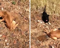 Puppy Abandoned In Scorching Heat Cries Inconsolably, Man Stops & Finds 6 More