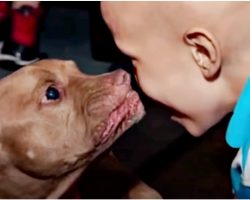 Pit Bull From Kill-Shelter Sensed Boy Was Sick And Goes Straight For Him