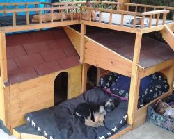 Puppies Didn’t Have A Place To sleep, So Mom Built Them A Doghouse “Bungalow”