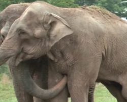 After 50 Years In Captivity, Elephant Is Freed For An Intimate Reunion