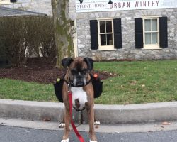 Good Dog Delivers Wine To Customers As Winery Practices Social Distancing