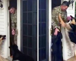 Soldier Returning Home Wondered If His Dogs Missed Him During Tough Deployment