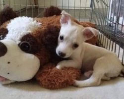 Owner Threatens To Drown ‘Different’ Puppy If No One Adopts Him