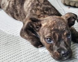 Stray Puppy Without A Paw Set To Be Euthanized For Being A Pit Bull