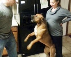 Dog “Warned” Him Not To Touch Mom’s Pregnant Belly, But He Went Ahead Anyway