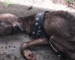 Abandoned Dog Had Only Minutes To Live When Found In The Gutter