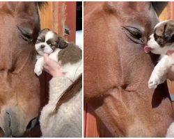 Horse Gives Tiny Puppy Gentle Head Rub, Pup Returns The Love With Kisses