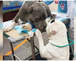 Grieving Pit Bulls Comfort Each Other After Their Owner Died In Hiking Accident