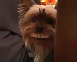 Dad Leaves Fake Teeth On The Table, Dog Steals Them And Proudly Smiles