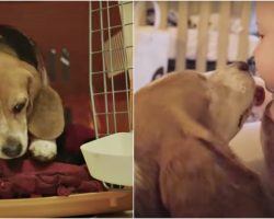 Freed “Lab Beagle” Won’t Leave Cage, Heard Baby Cry-Out And Took Her 1st Steps