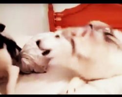 Two Huskies Are Having An Argument, One Dog Attempts To Reconcile While The Other ‘Isn’t Having It’