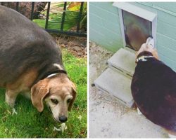 90-Pound Beagle Unable To Fit Through Doggy Door Winds Up At Shelter