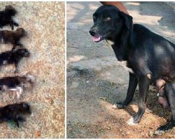 Lady Killed 8 Puppies In Front Of Their Mom Because “They Were A Nuisance”