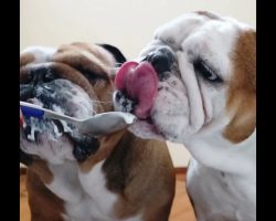 Bulldog Sister Pushes Away Her Brother & Tries To Get A Bigger Share Of Yogurt