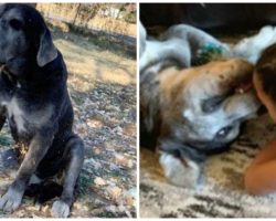Family’s Senior Dog Shot Intentionally With Crossbow In Their Yard