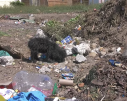 Dog’s Thrown Out At Garbage Dump All Because Owners Got A New Puppy