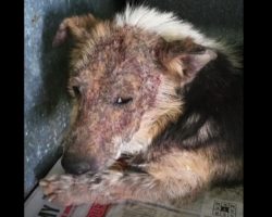 Dog Deemed Too ‘Yucky’ To Live By His Owners Dumped To Be Put Down