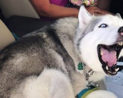 Mom Gets An Earful When She Asks Her Stubborn Husky To Vacate The Front Seat