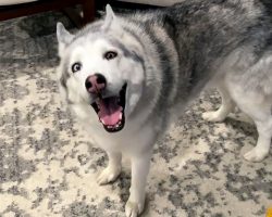 Husky “Steals” German Shepherd’s Birthday Bone, Gets Caught & Throws Tantrum