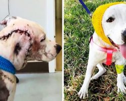 Bait Dog Had Lost Entire Part Of Her Face, Vets Called It The “Worst Case Ever”