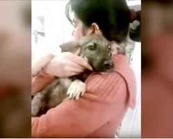 Abused Dog Cries When She Finally Has A Kind Hand Touch Her