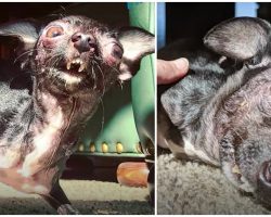Special-Needs Dog Was Told She’s A Monster & Too Ugly For A Home