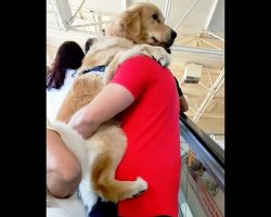Dog Refuses To Accept He’s A Big Boy & Demands Dad Carry Him On The Escalator
