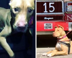 Dog Abused & Left To Die In Crack House Gets Second Chance As A “Firehouse Pup”